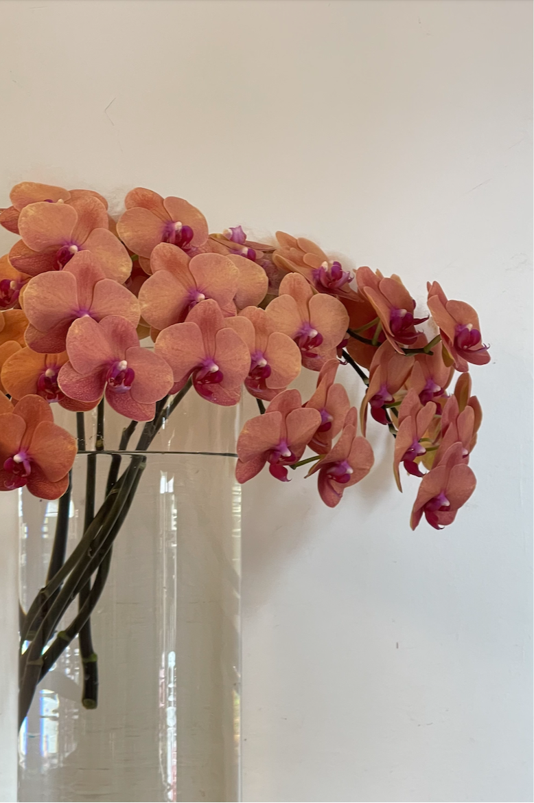 PHALAENOPSIS CUT STEMS.